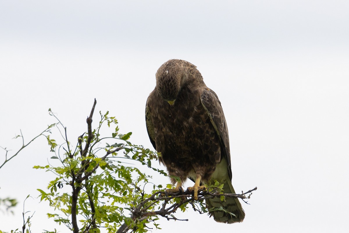 Swainson's Hawk - ML618157520