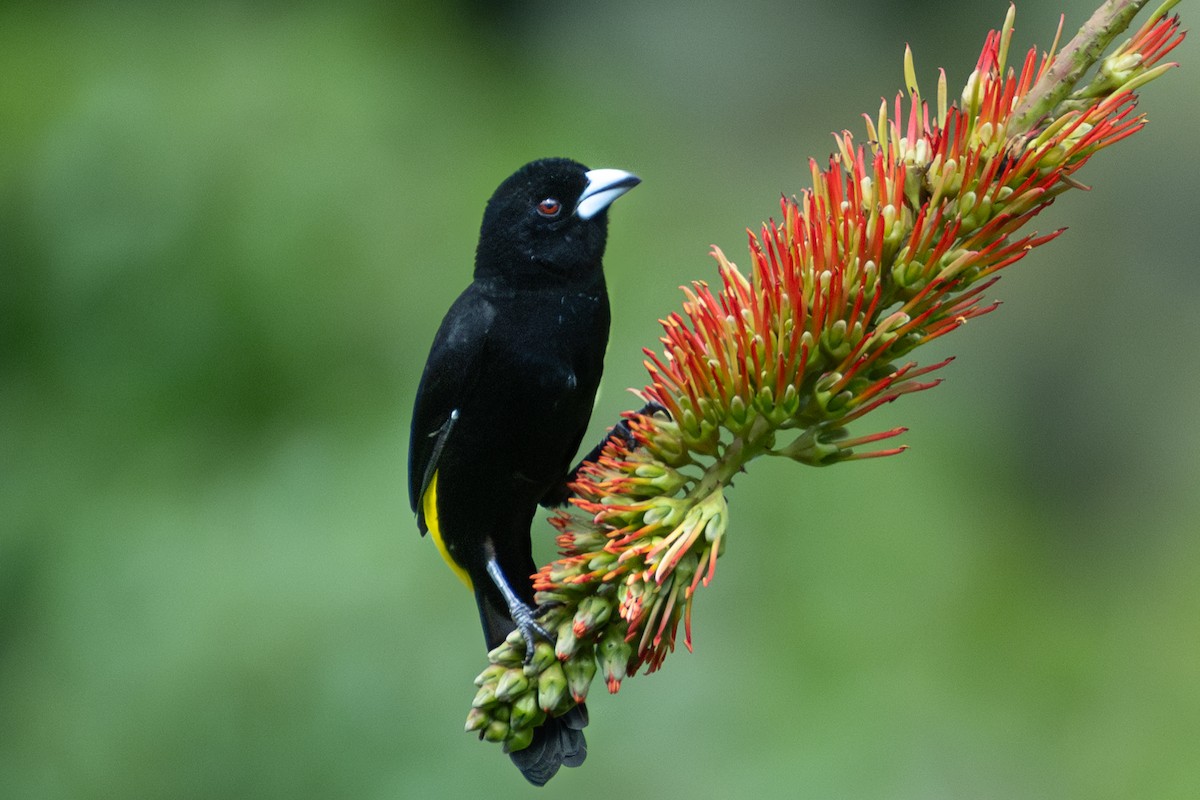 Flame-rumped Tanager (Lemon-rumped) - ML618157531