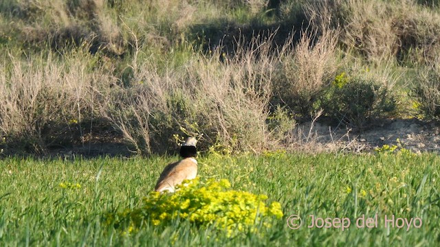 Little Bustard - ML618157532