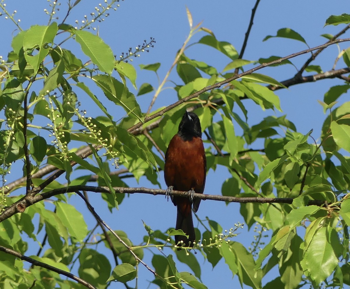 Orchard Oriole - Harriet Bell