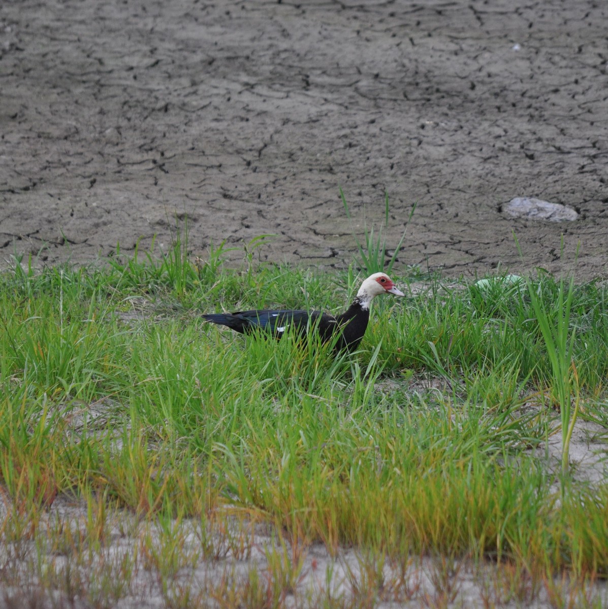 Muscovy Duck (Domestic type) - William Heinle