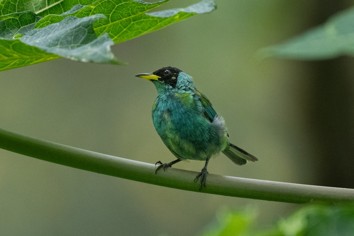 Green Honeycreeper - Peggy Mundy