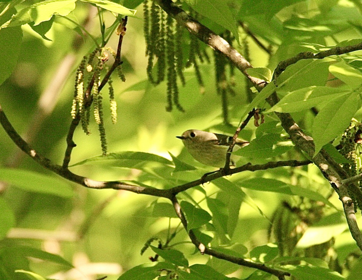 Ruby-crowned Kinglet - Andrew Charles