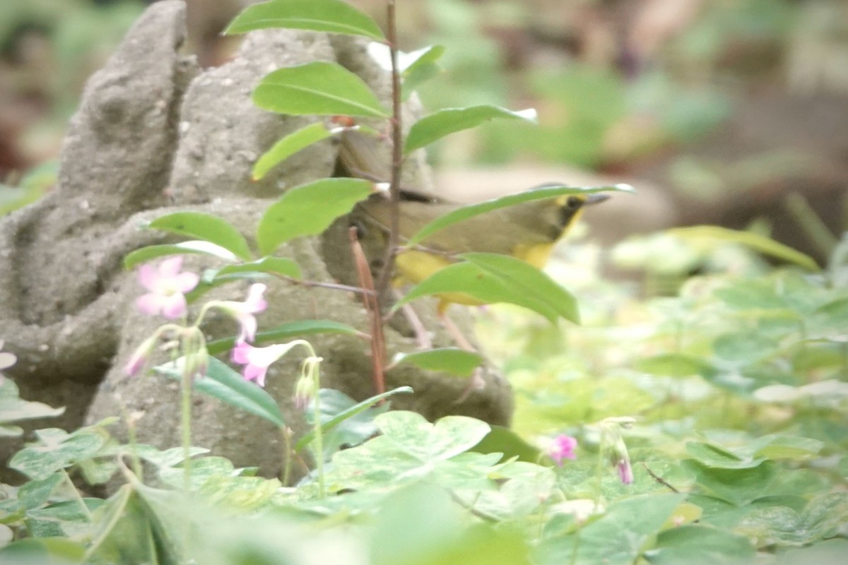 Kentucky Warbler - Sue Orwig