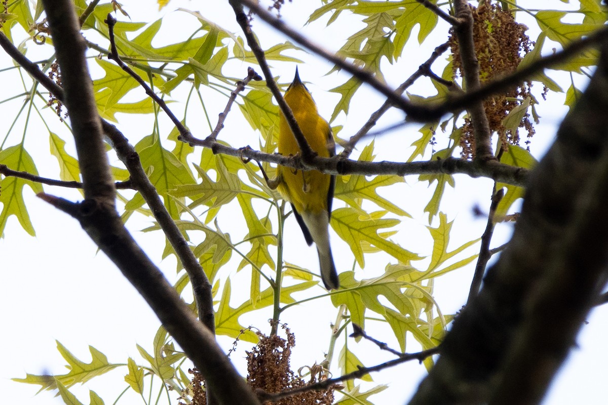 Blue-winged Warbler - Marilyn Henry