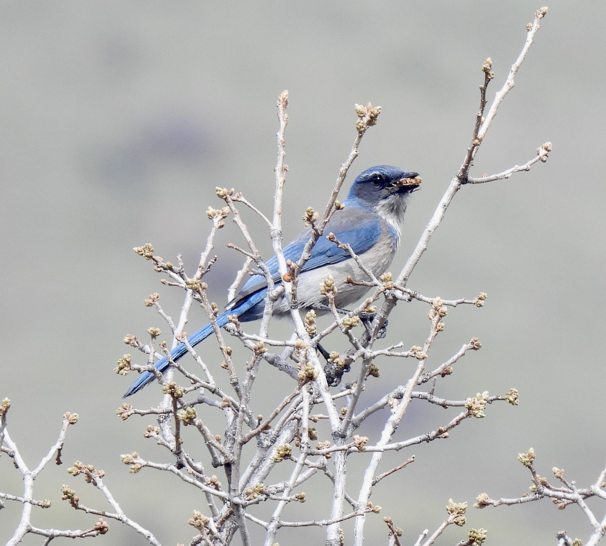 Woodhouse's Scrub-Jay - Robert Ducham