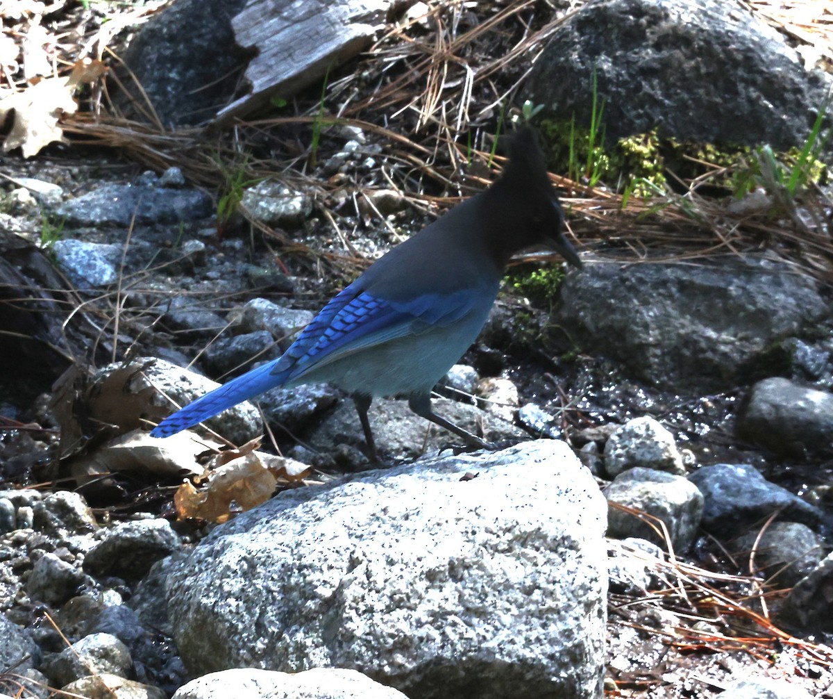 Steller's Jay - Jim Ross