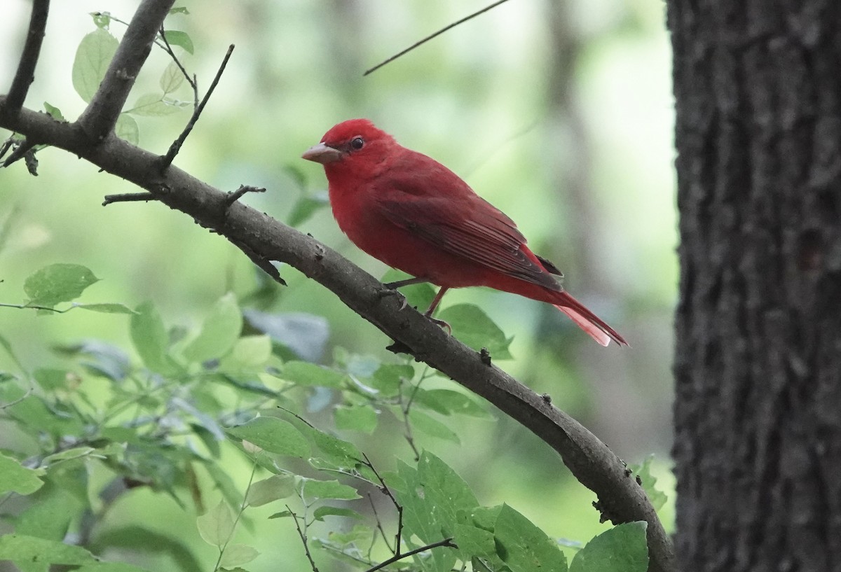 Summer Tanager - Lauren Stranahan