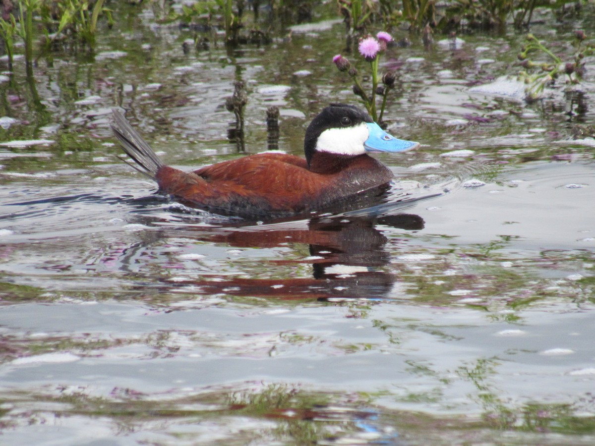 Ruddy Duck - ML61815821