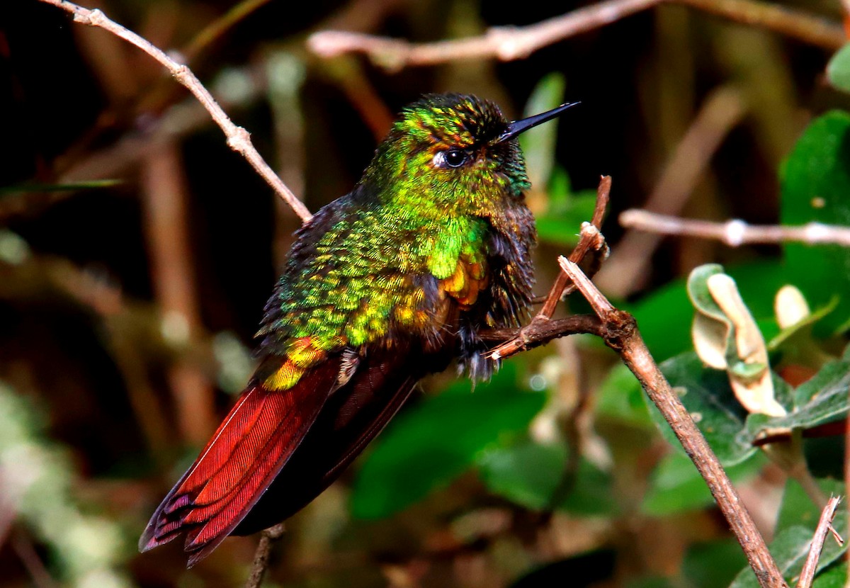 Tyrian Metaltail - Jorhs Garcia Murillo