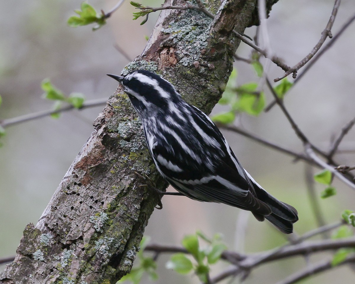 Black-and-white Warbler - Braden Ribbens