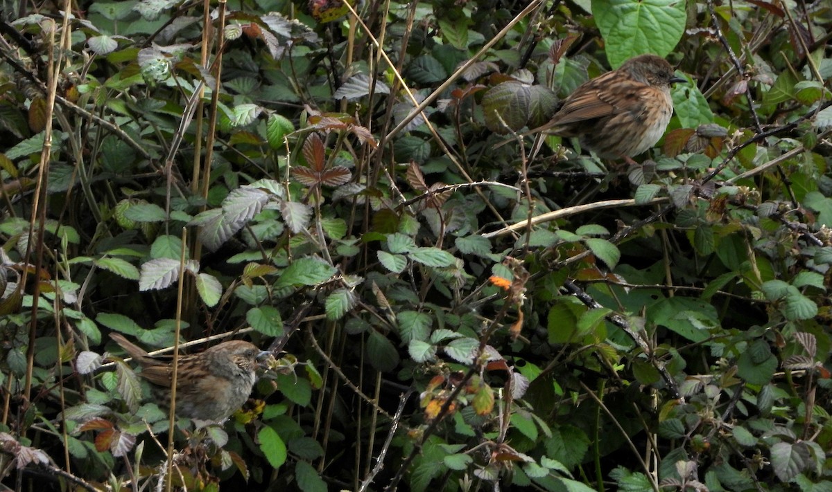 Dunnock - Ignacio Aparicio