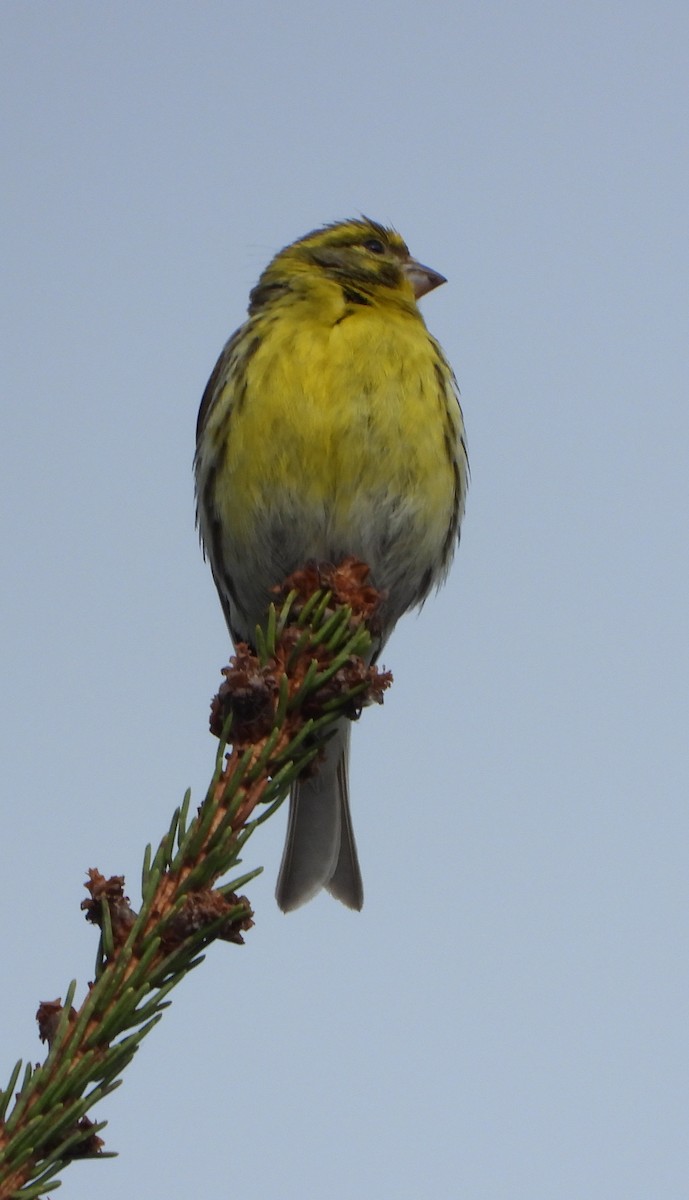 European Serin - ML618160572