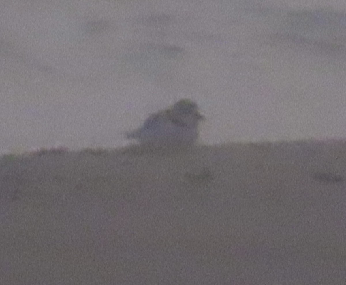 Piping Plover - ML618160627