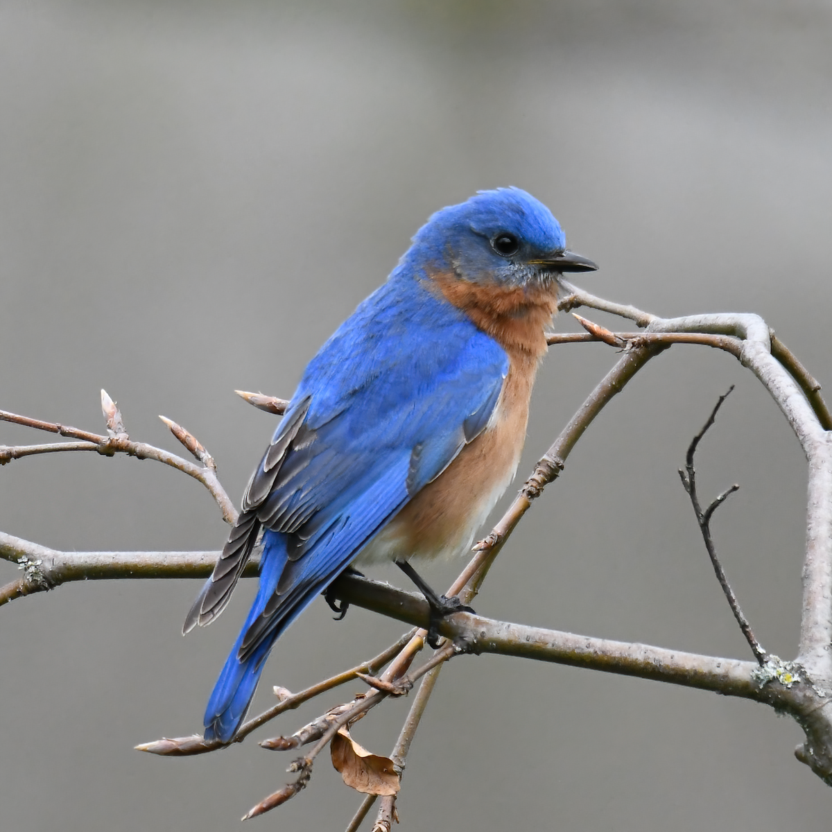 Eastern Bluebird - Joseph Langlois