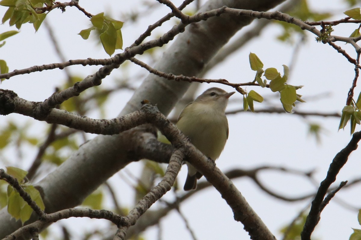 Warbling Vireo - ML618160678