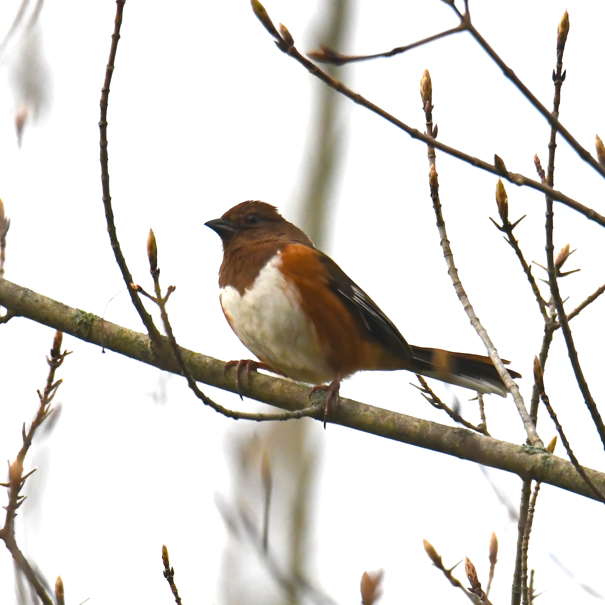 Eastern Towhee - ML618160689