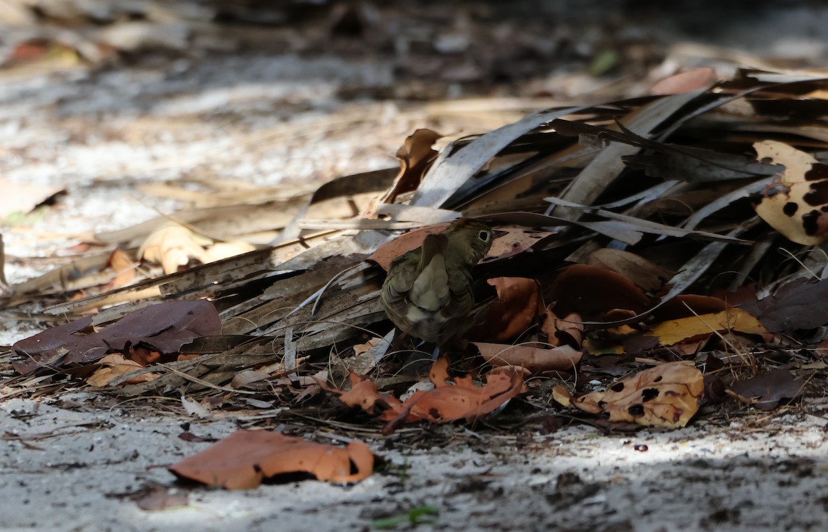 Ovenbird - Derek LaFlamme