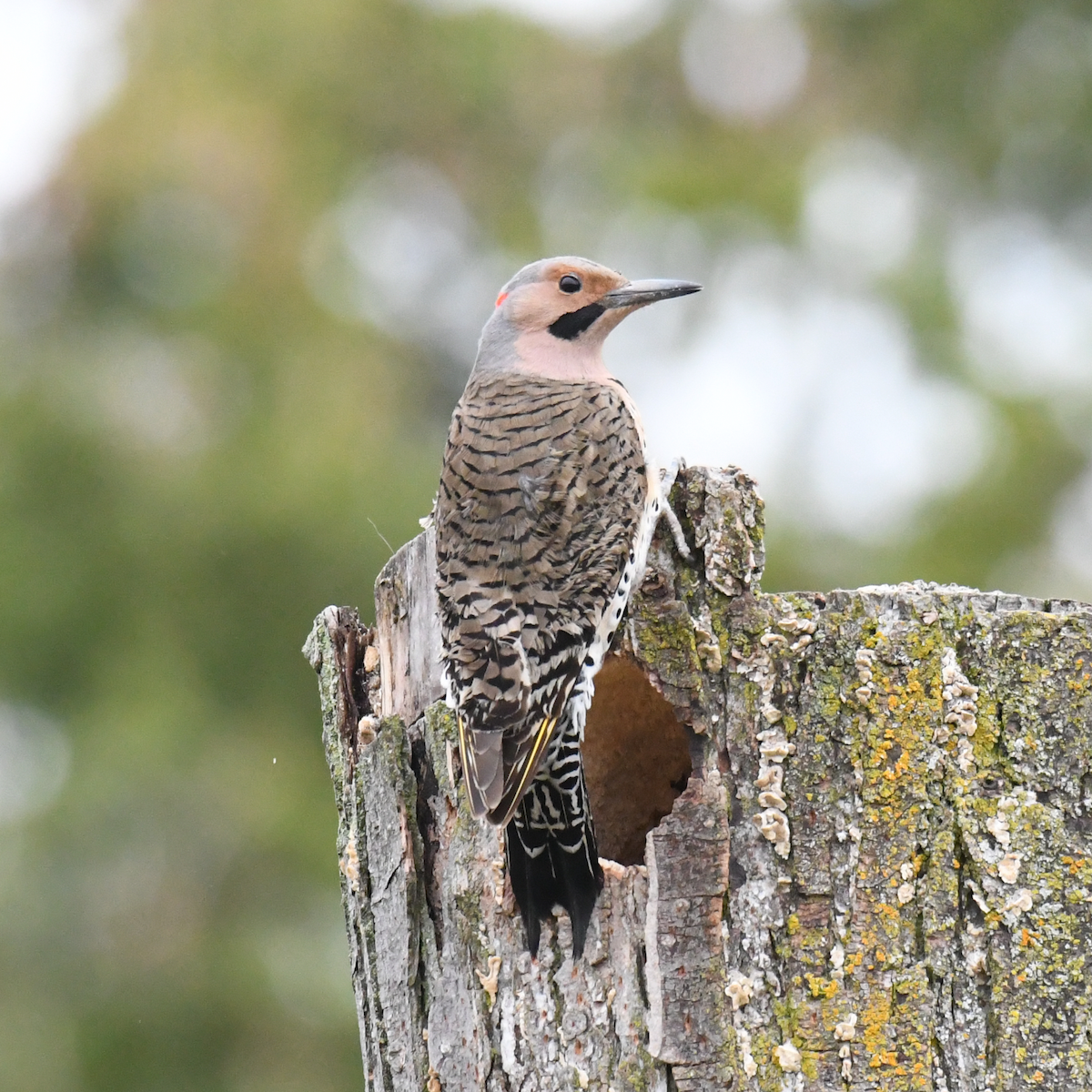 Northern Flicker - Joseph Langlois