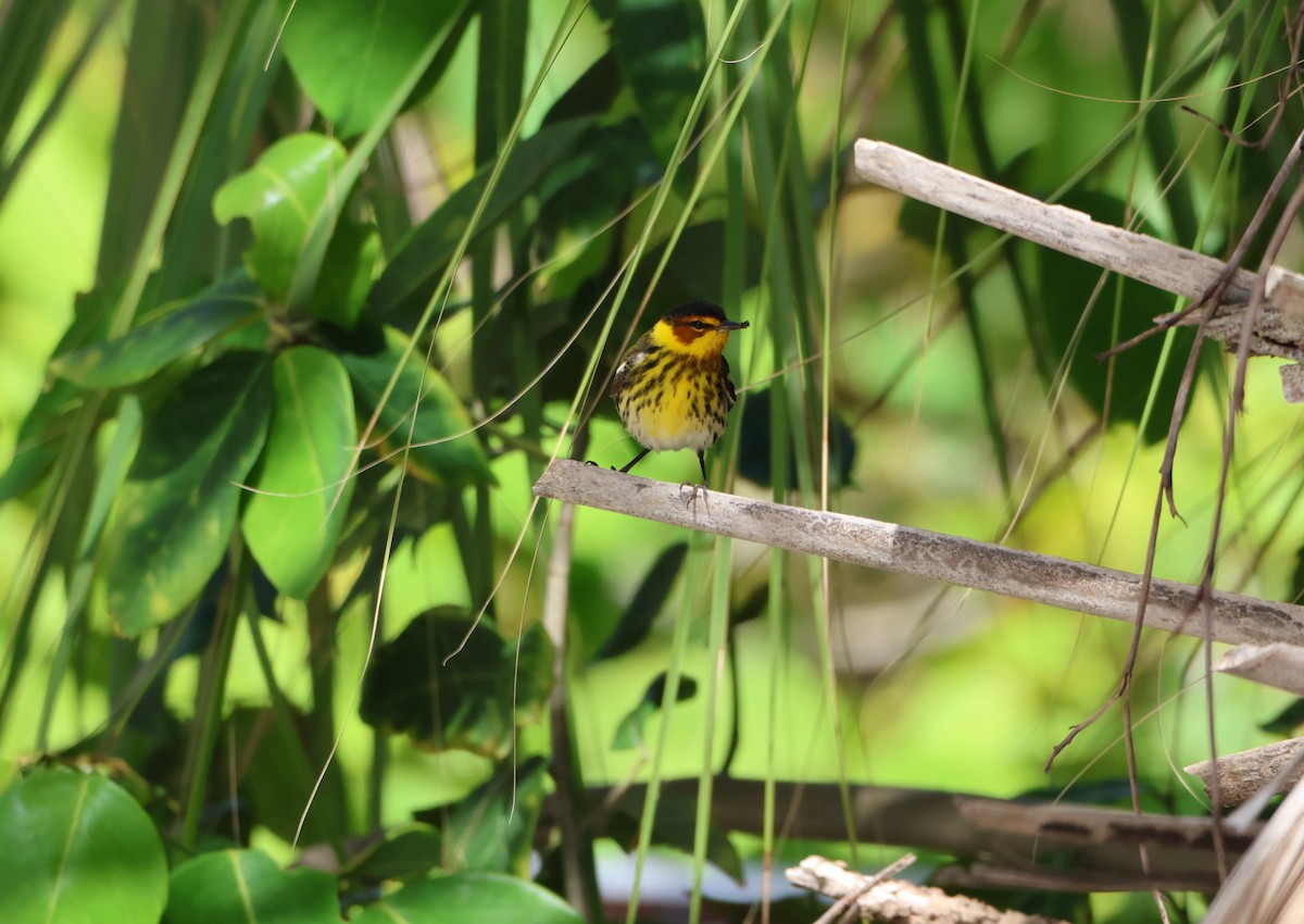 Cape May Warbler - Derek LaFlamme