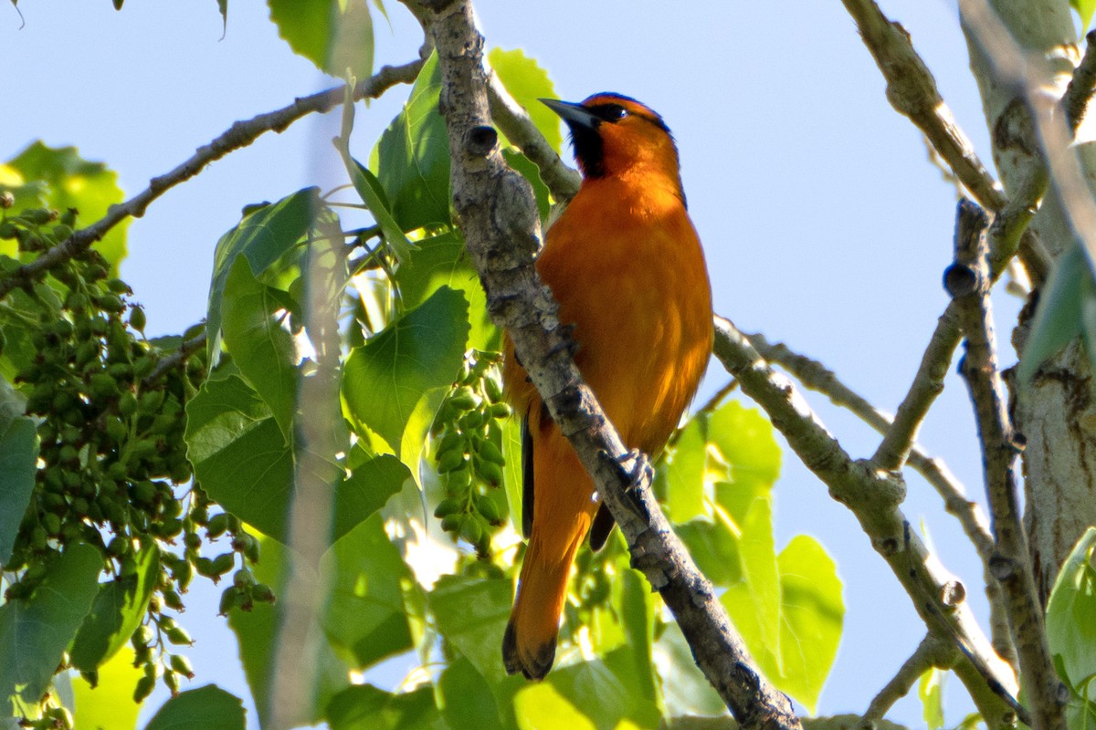 Bullock's Oriole - Susan Elliott