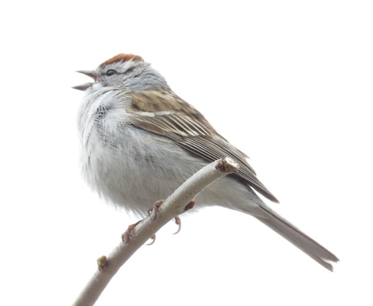 Chipping Sparrow - Gilbert Côté