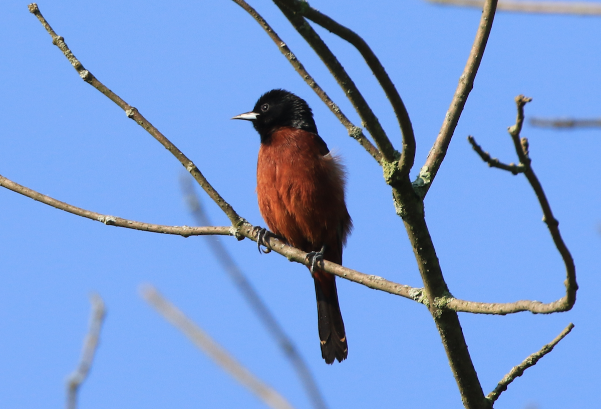 Orchard Oriole - ML618160817