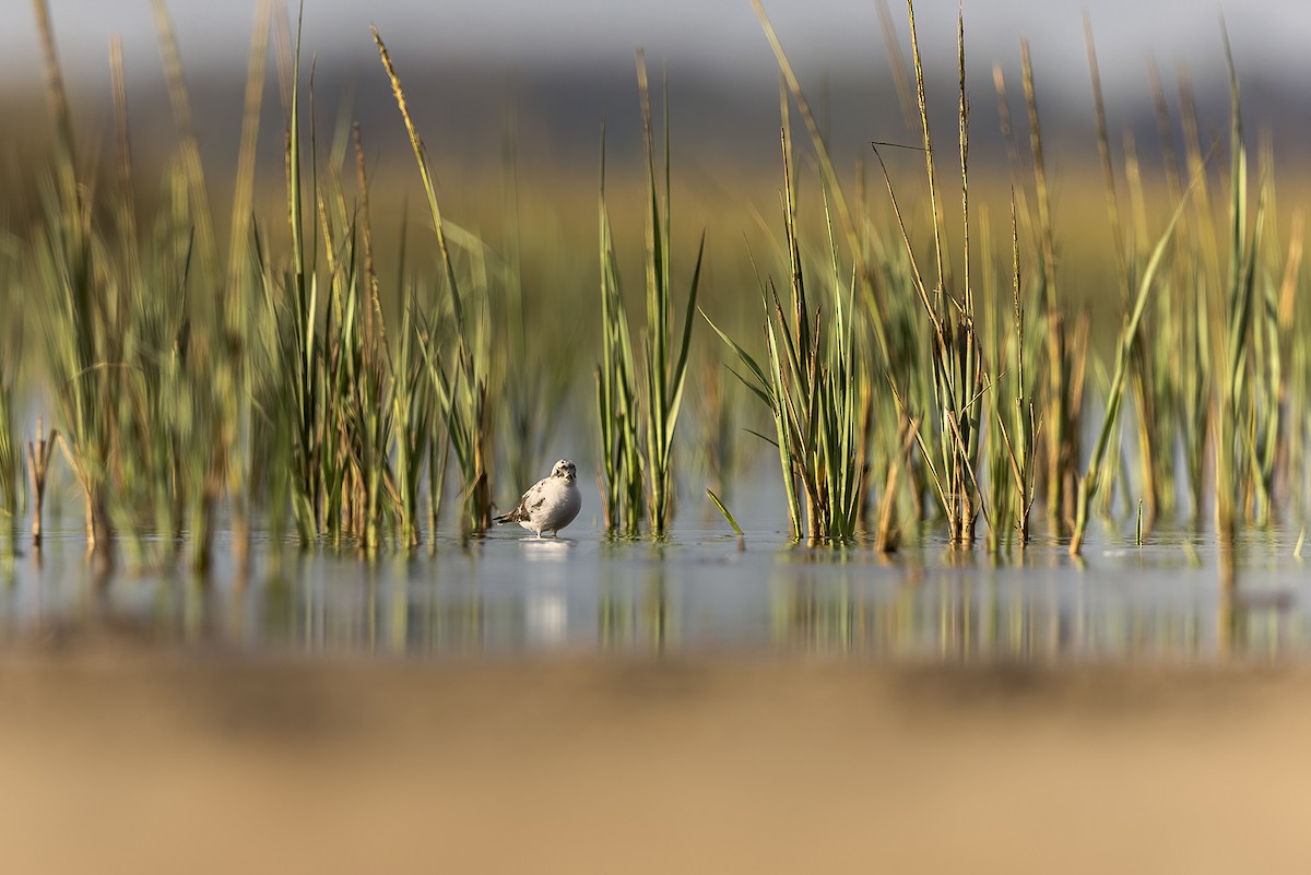 Semipalmated Plover - ML618160833
