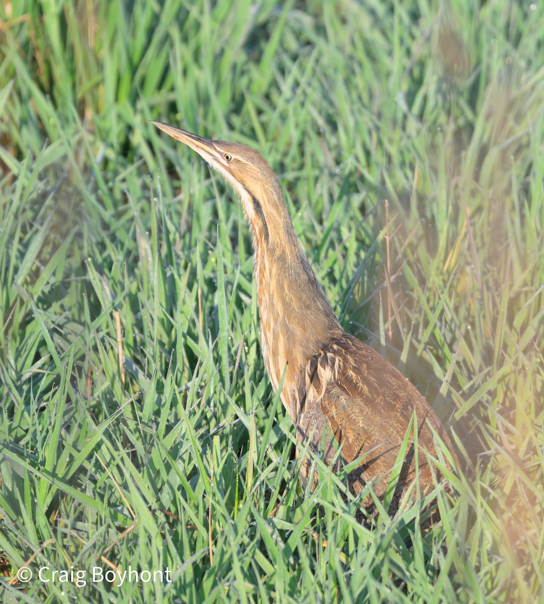 American Bittern - ML618160879