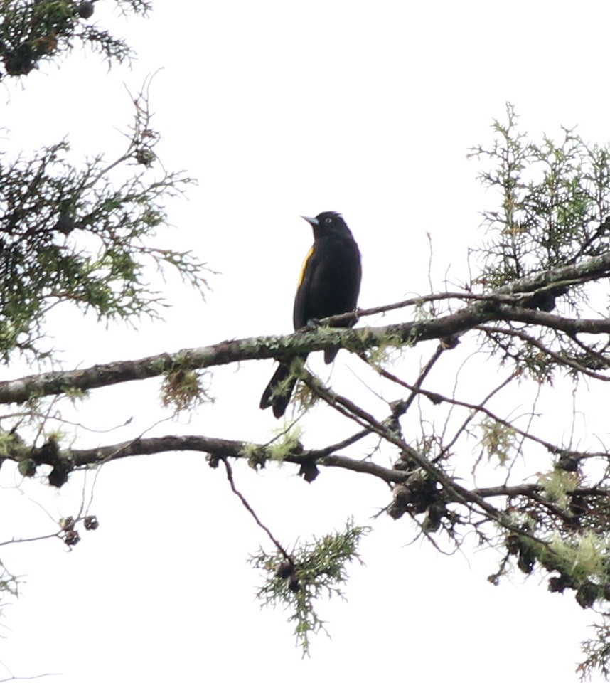 Golden-winged Cacique - Feliciano Lumini