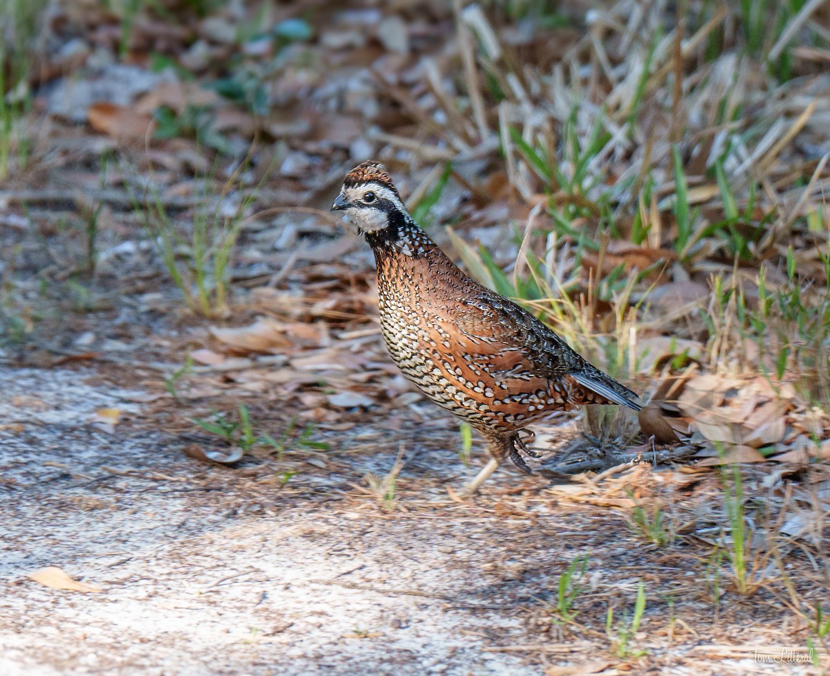 Northern Bobwhite - Tom Litteral