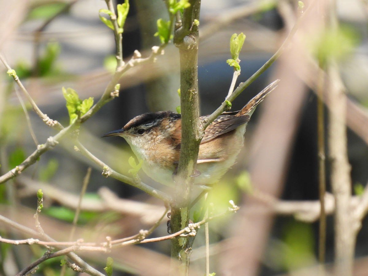 Marsh Wren - ML618160921