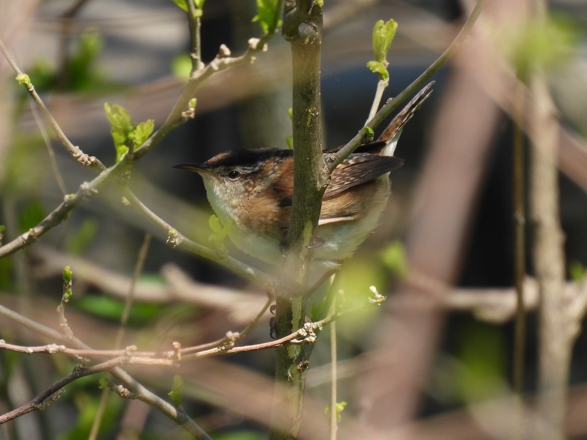 Marsh Wren - ML618160923