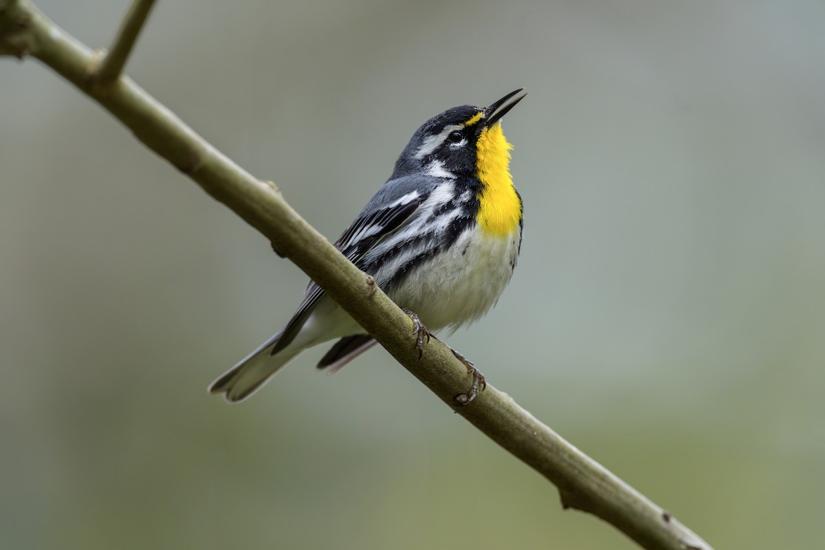 Yellow-throated Warbler - ML618160927