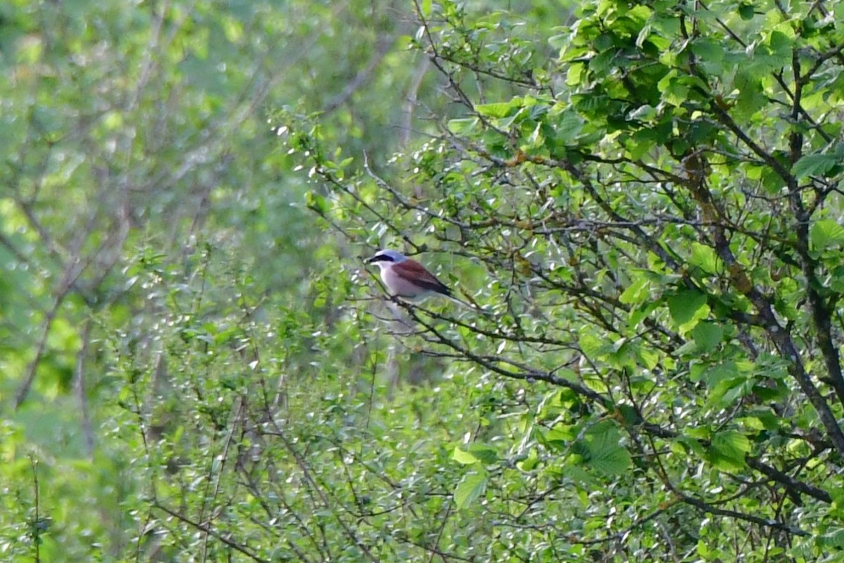 Red-backed Shrike - ML618160938