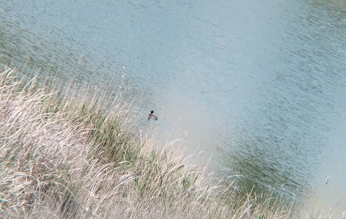 Great Crested Grebe - Lucas Andrés Castellano