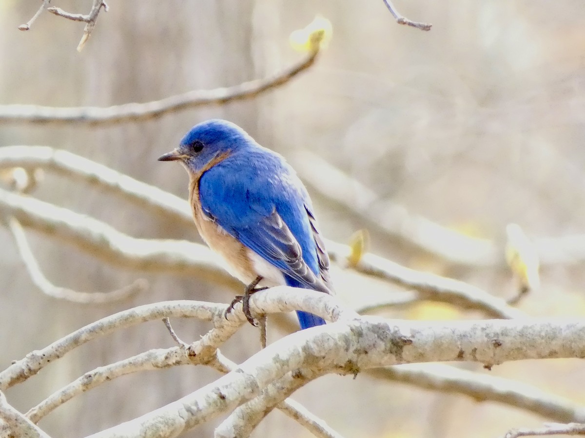 Eastern Bluebird - Keith J Klein