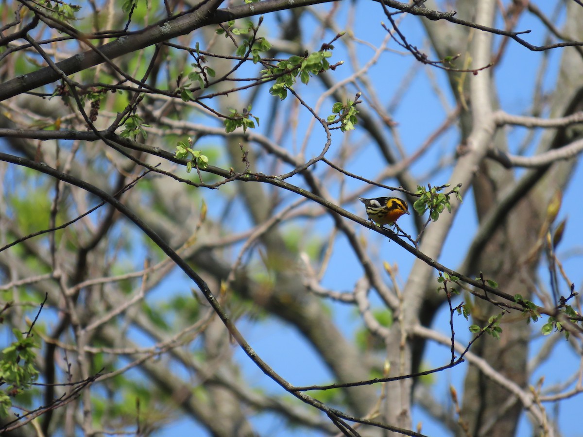 Blackburnian Warbler - ML618160966