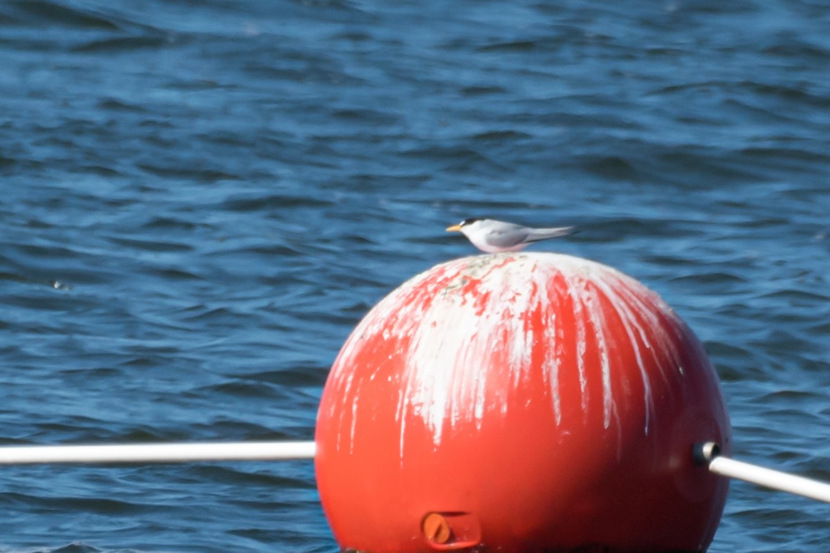 Least Tern - Gabrielle Harrison