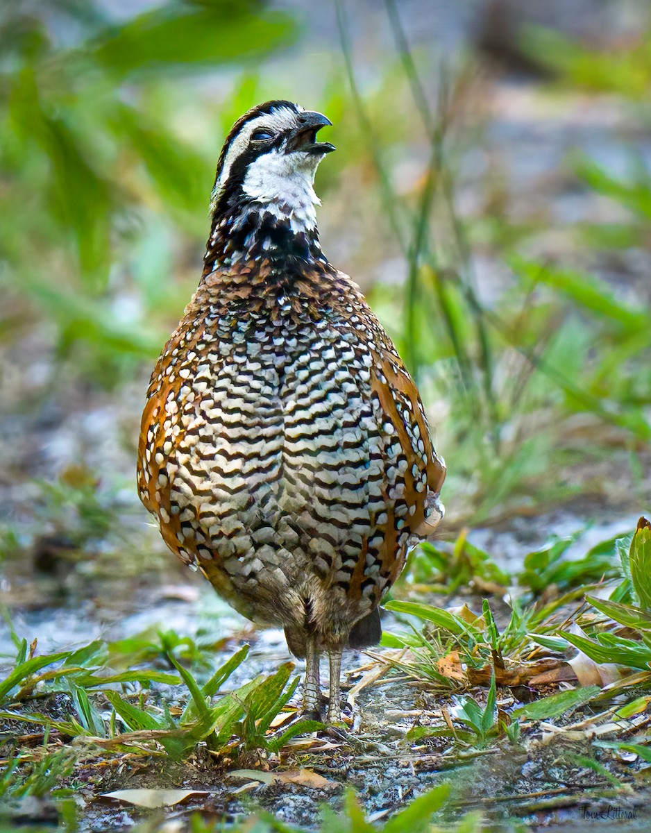 Northern Bobwhite - Tom Litteral