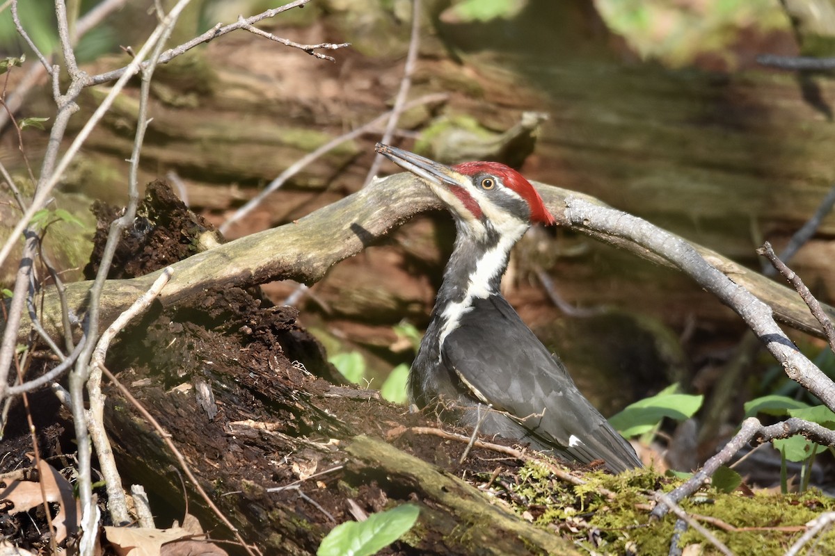 Pileated Woodpecker - ML618160989