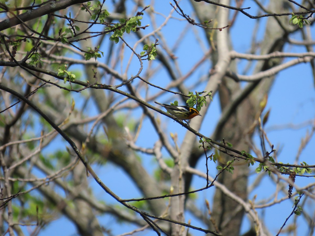 Blackburnian Warbler - ML618160990