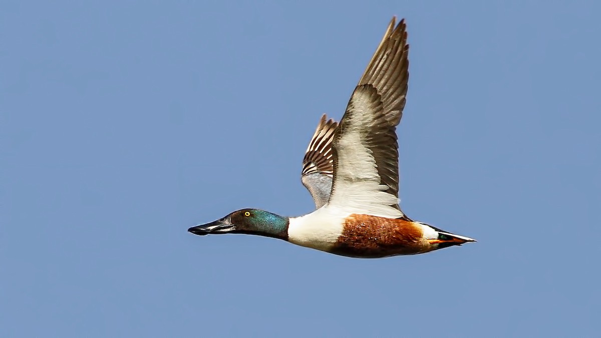 Northern Shoveler - Emrah Kayhan