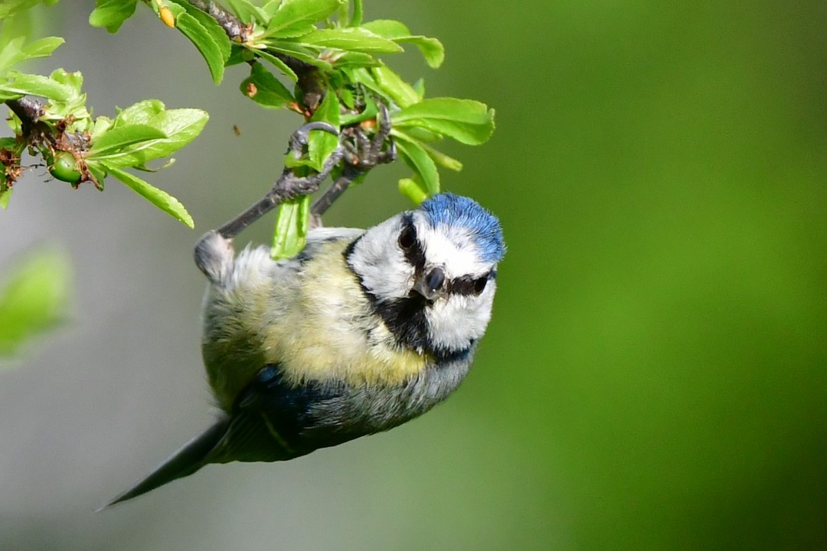 Eurasian Blue Tit - ML618161010