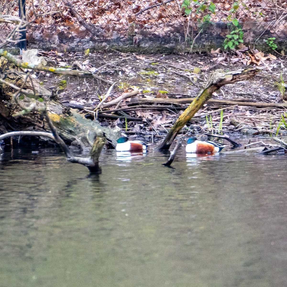 Northern Shoveler - Alex G.