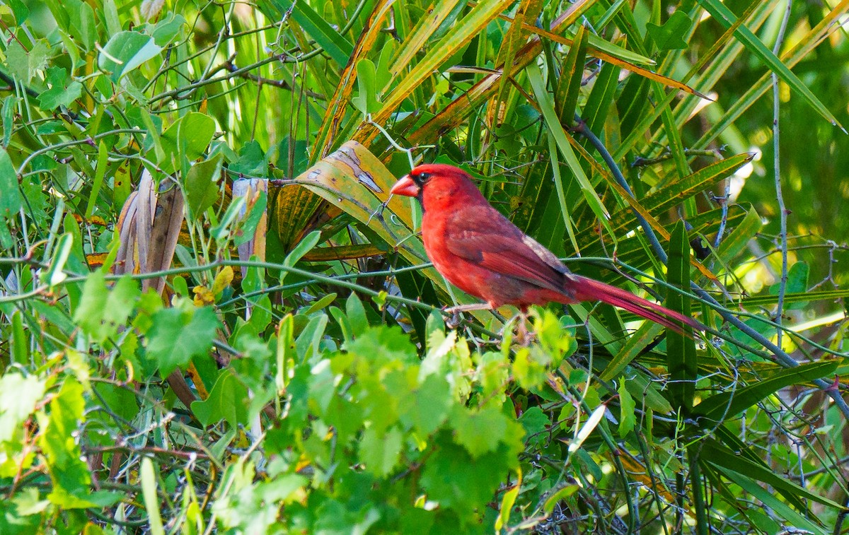 Northern Cardinal - Tom Litteral