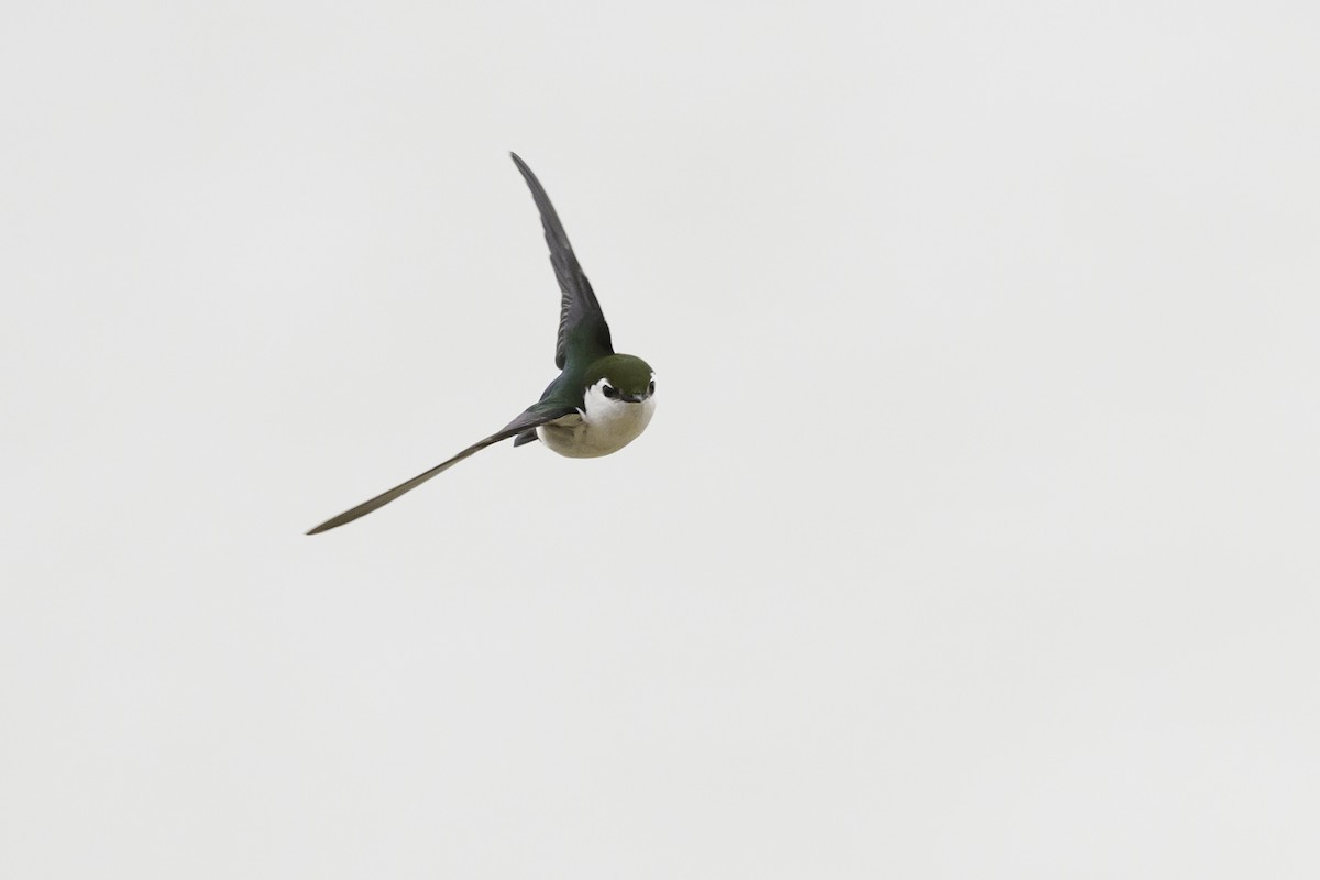 Violet-green Swallow - Amy Hudechek