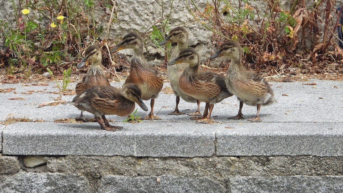 Mallard - Manuel García Ruiz