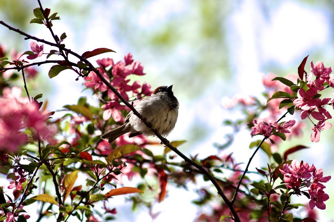 House Sparrow - ML618161047