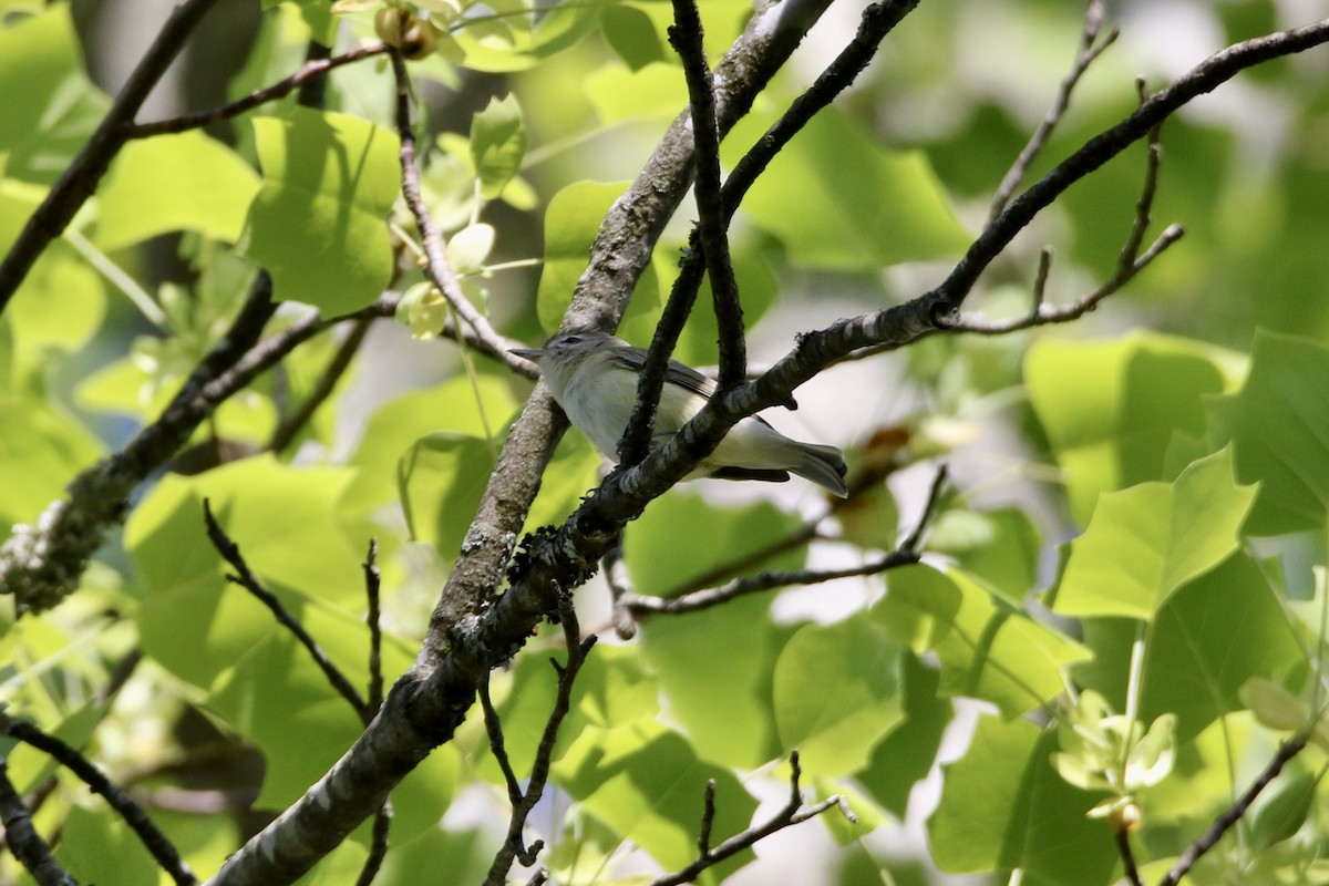 Warbling Vireo - ML618161050